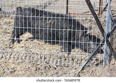 A Feral Wild Boar In A Cage Trap In New South Wales, Australia.