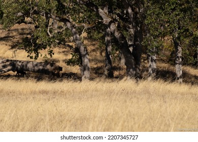 Feral Wild Pigs Boars Of Mount Hamilton