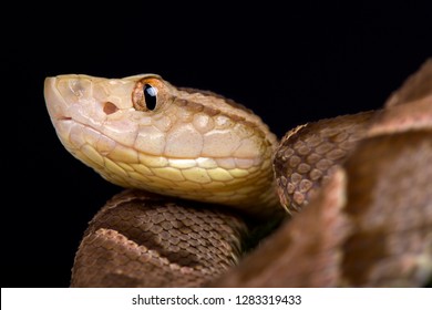 Fer-de-Lance (Bothrops Asper)