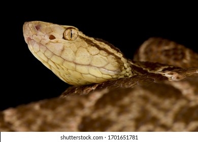 The Fer-de-Lance Pitviper (Bothrops Asper)