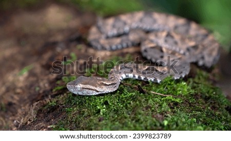 Fer=de-Lance snake coiled in Costa Rica