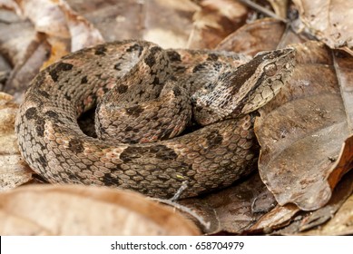 Fer-de-lance Or Terciopelo (Bothrops Asper)