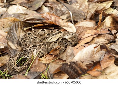 Fer-de-lance Or Terciopelo (Bothrops Asper)