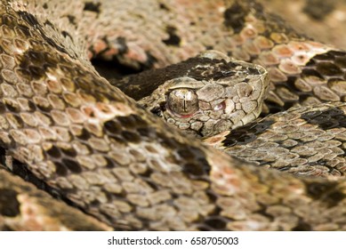 Fer-de-lance Or Terciopelo (Bothrops Asper)