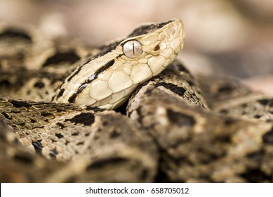 Fer-de-lance Or Terciopelo (Bothrops Asper)