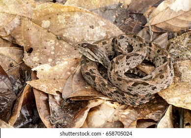 Fer-de-lance Or Terciopelo (Bothrops Asper)