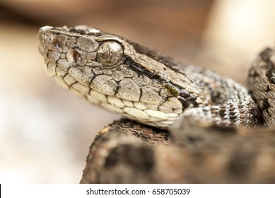 Fer-de-lance Or Terciopelo (Bothrops Asper)