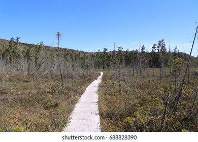 Ferd's Bog, Adirondack Mountains, Old Forge, New York