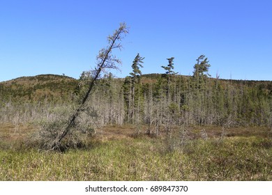 Ferd's Bog, Old Forge, New York