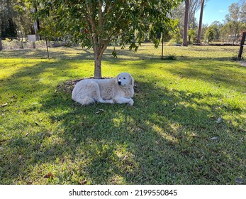 Fergie The Maremma Dog Chilling Out