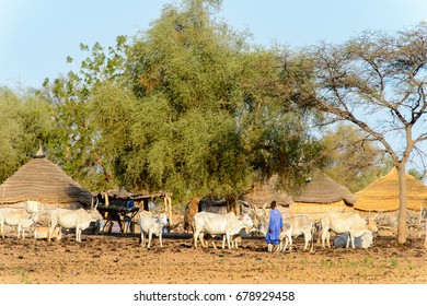 FERLO DESERT, SENEGAL - APR 25, 2017: Unidentified Fulani Boy Grazes Cows. Fulanis (Peul) Are The Largest Tribe In West African Savannahs