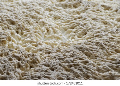 The Fermentation Of Beer