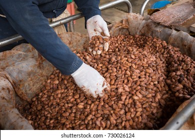 Fermenting Of Cocoa Beans Images Stock Photos Vectors Shutterstock