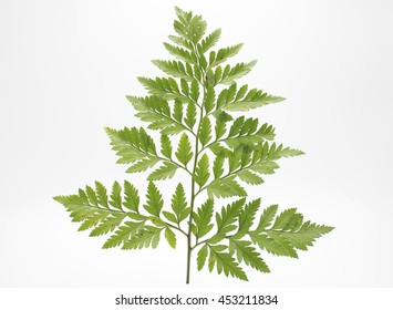 106 Serpent Fern Images, Stock Photos & Vectors | Shutterstock