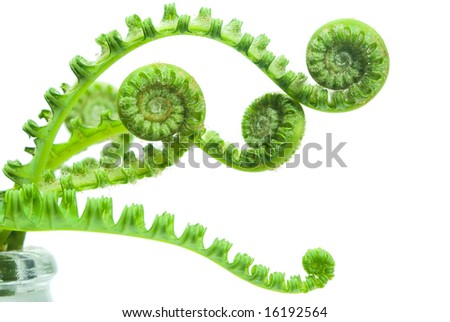 fern