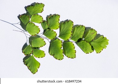 Fern Adiantum And Sporangium