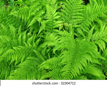 Fern Background