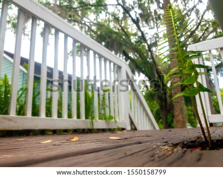A Fern beats the odds