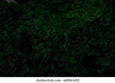 Fern, black background