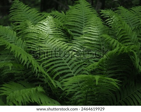 fern branches in the forest