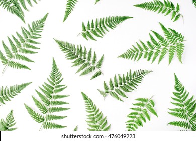 fern branches pattern isolated on white background. flat lay, top view
