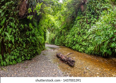 Fern Canyon At Prairie Creek Redwoods State Park In Northern California