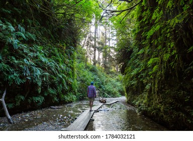 fern canyon in Redwoods National Park, USA, California - Powered by Shutterstock