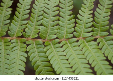 Fern close up