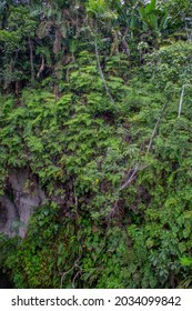  Fern In The Colombian Forest