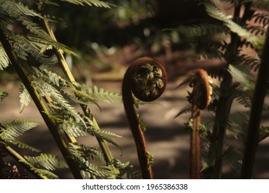 Fern coming to life in spring
