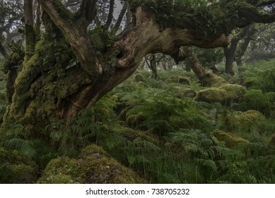 Fern Covered Dead Tree In Wistmans Wood