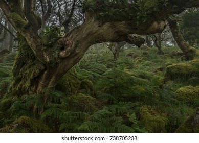 Fern Covered Dead Tree In Wistmans Wood