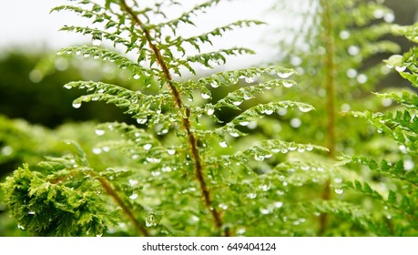 Fern droplets