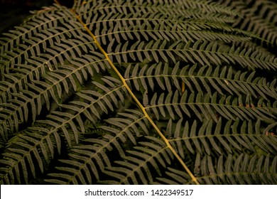 Fern In An English Forest