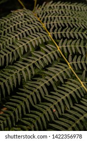 Fern In An English Forest