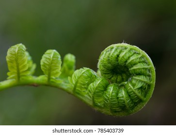 Fern Fiddlehead unfurling with selective focus and blurred green background - Powered by Shutterstock