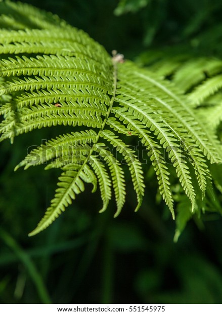 Fern Flowerless Plant That Has Feathery Stock Photo 551545975 ...