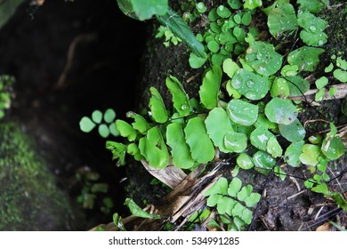 fern in forest