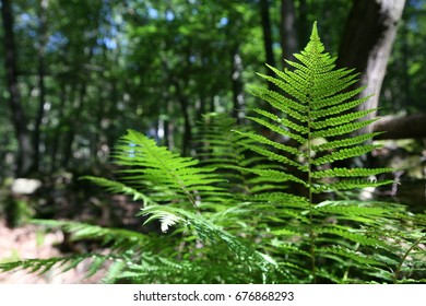 fern in forest