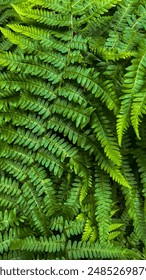 fern in the forest background