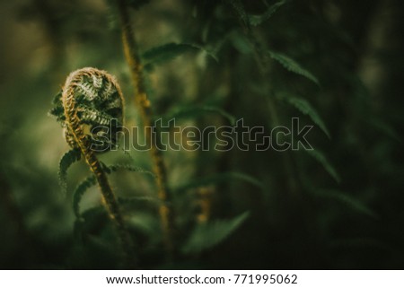 Similar – Image, Stock Photo closeup of trunk stumps of a phytolacca dioica in nature with abstract forms