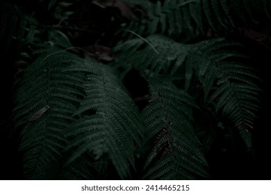 fern, forest, field, background, pattern, texture, wallapaper