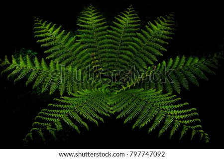 Fern forest in milfordsound, New Zealand