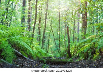 Fern In The Forest, View From Below, Lush Rainforest Summer Path