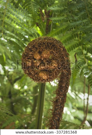 Fern frond