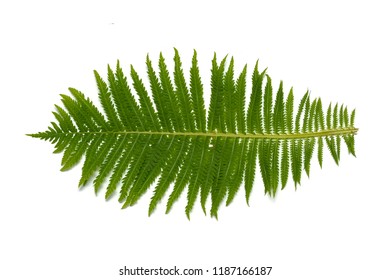 Fern Frond Isolated On White Background