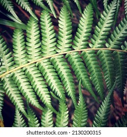 Fern Frond, New Zealand Native Plant. 