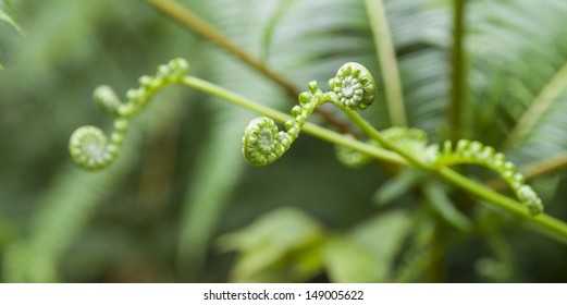 Fern Frond With Spiral Shape