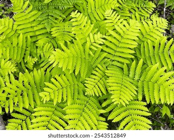 Fern Fronds Close Up - Fern Photo - Powered by Shutterstock