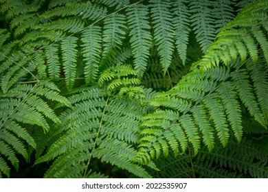 Fern fronds struggling for light in a forest clearing